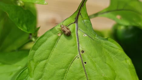 Ein-Kleiner-Maikäfer-Maikäfer-Saß-Auf-Einem-Hellgrünen-Blatt-Und-Sonnte-Sich-In-Der-Sonne