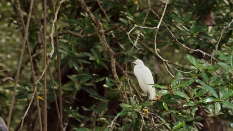 Costa-Rica-Birds,-Snowy-Egret-Perched-Perching-on-a-Branch,-Tarcoles-River-Birdlife,-Costa-Rica-Wildlife-Holiday-Vacation,-Central-America-Bird-Life-and-Nature