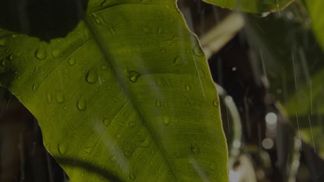 Dramatischer-Sturmregen,-Der-Auf-Amazonas-Dschungelpflanzen-Strömt,-Nahaufnahme-Von-Wassertropfen-Auf-Blatt