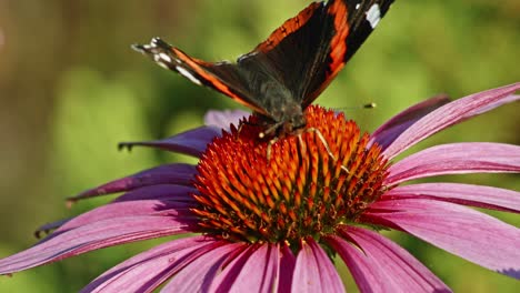 Tiro-Macro-De-Mariposa-Almirante-Roja-Encaramada-Y-Chupando-Néctar-En-Un-Coneflower-Púrpura