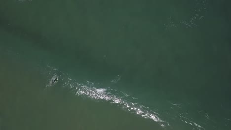 Cerrar-Toma-En-Cámara-Lenta-De-Un-Chico-Guapo-Surfeando-Una-Ola-Verde-En-El-Lugar-De-Surf-De-Guincho