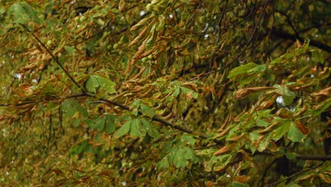 Se-Acerca-El-Otoño,-Este-árbol-Ya-Tiene-Hojas-De-Color-ámbar