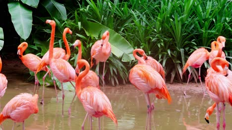 Gran-Cantidad-De-Flamencos-En-Un-Estanque-De-Conservación-Dentro-De-Un-Gran-Zoológico