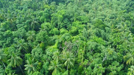 Vista-Aérea-O-De-Drones-De-Una-Jungla-Verde-Profunda