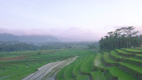 Sobrevuelo-Aéreo-Arrozales-Exóticos-En-Indonesia-Durante-El-Cielo-Nublado-Por-La-Mañana---Silueta-De-Cadenas-Montañosas-En-El-Fondo---Toma-Cinematográfica