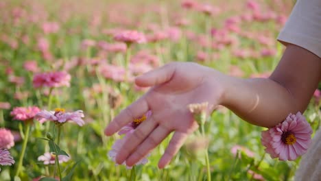 Cerca-De-Una-Chica-Caminando-Por-Un-Campo-De-Flores-Rosas,-Tocándolas-Suavemente