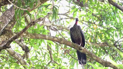 Crested-Guan-,-a-Large-Tropical-Bird-in-Costa-Rica,-Sitting-Perched-Perching-in-a-Tree-in-the-Rainforest-Forest,-Marino-Ballena-National-Park,-Central-America