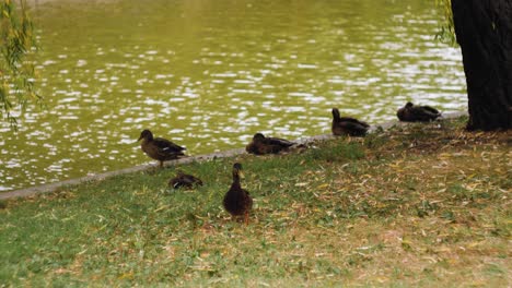 Foto-Telefoto-De-Una-Manada-De-Patos-Comiendo-Hierba-En-El-Parque-Bajo-Un-árbol-Con-El-Lago-Al-Fondo