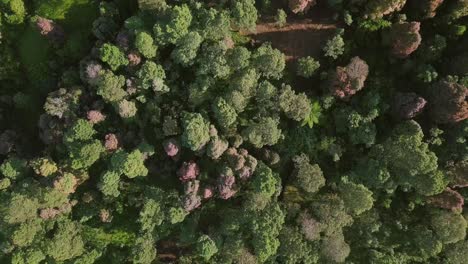 Vista-Aérea-Superior-Sobre-Los-árboles-Del-Bosque-En-Colores-Verde,-Rojo-Y-Marrón-Durante-El-Día-Soleado-En-La-Temporada-De-Otoño