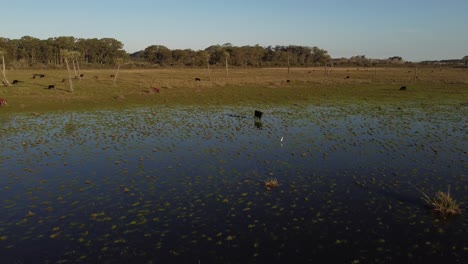 Circular-drone-shot-of-a-cow-standing-in-the-water-near-to-a-lagoon-in-uruguay-south-america