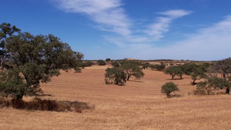 Vista-Aérea-De-La-Típica-Llanura-Alentejana-Con-Plantaciones-De-Alcornoques-En-Portugal