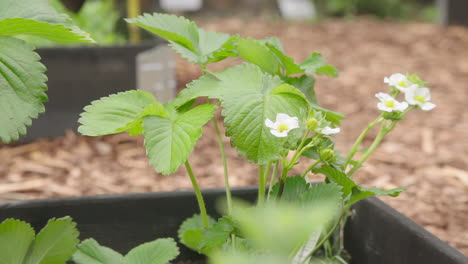 Erdbeerpflanze-Mit-Blumen,-Die-Im-Garten-Wachsen