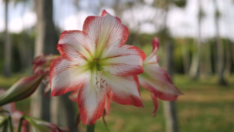 Una-Gran-Flor-De-Amarilis-Blanca-Y-Roja-En-Un-Jardín-Tropical---Aislada-Soplando-En-Una-Suave-Brisa