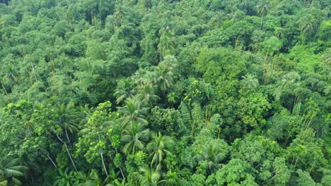 Luft--Oder-Draufsicht-Auf-Tiefgrünen-Wald-Oder-Dschungel-9