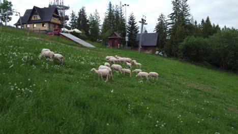 Sobrevuelo-De-Un-Rebaño-De-Ovejas-Pastando-En-Tierras-De-Cultivo-Cerca-De-Las-Montañas-Polacas-Tatry,-Cerca-De-Zakopane,-Polonia,-Y-Su-Famosa-Colina-Gubalowka---4k-30fps-Seguimiento-Suave-Hacia-Adelante-Muy-Cerca