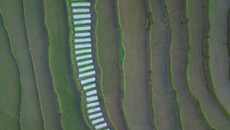 Toma-Aérea-De-Campos-De-Arroz-Inundados-Con-Agua-Y-Lluvia