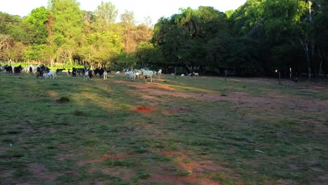 Botanischer-Ziegenpark-In-Paraguay