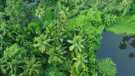 Aerial-or-drone-view-shot-of-deep-green-jungle-6