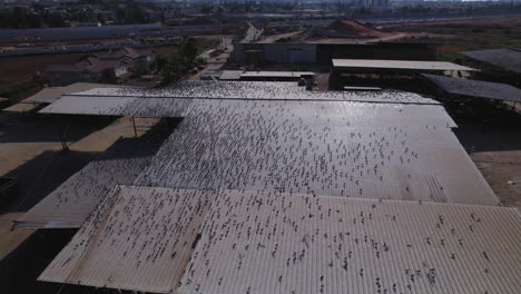 Aerial-parallax-over-hundreds-of-pigeons-that-are-on-a-barn-roof