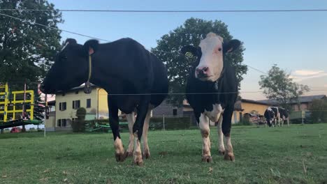 Zwei-Kühe-Grasen-Auf-Einer-Wiese-Vor-Der-Scheune-Und-Eine-Dritte-Gesellt-Sich-Kurz-Darauf-Zu-Ihnen-Und-Frisst-Gras-An-Einem-Spätsommernachmittag-Auf-Dem-Land-Von-Parma-In-Italien