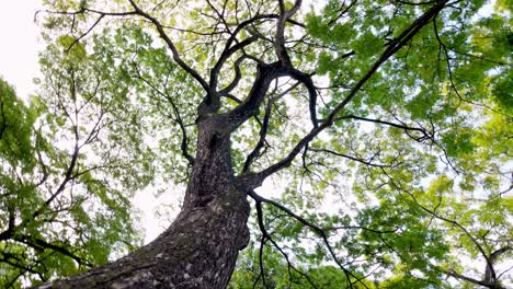 Rotation-looking-up-from-tree-top-with-green-and-gold-branches-and-leaves-during-sunset