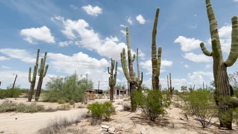Multiple-tall-saguaros-with-an-old-decaying-building-under-blue-sky-with-puffy-white-clouds