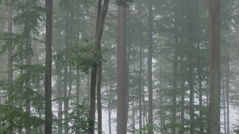 Morgennebel-In-Den-Wäldern-Der-Kaszubia-region-In-Polen