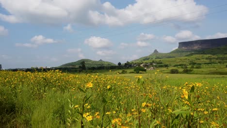 Hermosa-Flor-De-Primavera-En-Un-Día-Soleado-Cerca-De-La-Cordillera-De-Trimbakeshwar-En-Nashik,-India