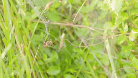 Araña-Construyendo-Su-Telaraña-En-La-Hierba-Alta