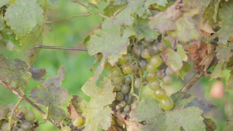 Slow-approaching-dolly-shot,-Branch-covered-with-green-wine-grapes