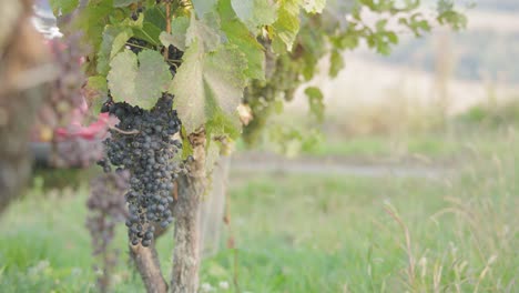 Red-car-stops-at-a-vineyard-full-of-ripe-grapes