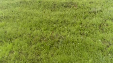 Vuelo-Bajo-De-Drones-Subiendo-Sobre-Hierba-Verde-Hasta-La-Cima-De-La-Montaña,-Valle-De-Las-Vacas-Venezuela