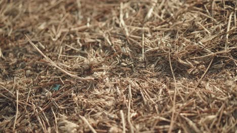 Close-up-macro-shot-of-ant-colony-moving-over-dry-grass-towards-the-anthill