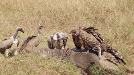 Scavenging-vultures-gorge-themselves-on-a-fresh-kill-of-wildebeest,-in-the-grasslands-of-Eastern-Africa