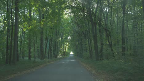 View-from-a-moving-car-through-the-windshield-to-the-surrounding-forest,-South-Moravia