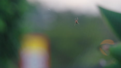 Close-Up-Focus-On-Spider-Spinning-Web-With-Blurred-Green-Background,-4K-Slow-Motion