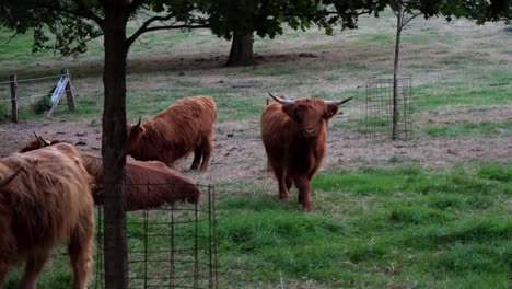 SLow-motion-shot-of-Wild-scottish-highland-cows-with-brown-coat-and-horns-in-countryside-farm