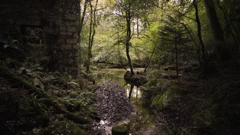 Creepy-Haunted-Forest-Of-Kennall-Vale-Nature-Reserve-In-Ponsanooth,-England