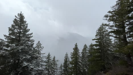 Misty-mount-Storm-King-summit-between-pine-woodland-treetops-during-winter-snowstorm
