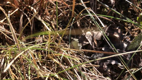 A-small-lizard-is-climbing-on-a-blade-of-grass-in-an-Italian-field,-countryside,-curious-reptile