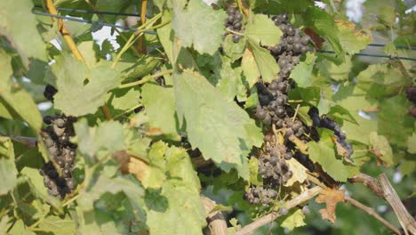 Sliding-shot-of-red-wine-grapes