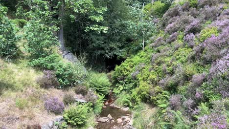 Small-stream-running-through-moorland-with-trees-heather-and-ferns-gently-swaying-in-the-wind-on-a-summers-day-in-Yorkshire-England