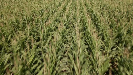 Sunny-drone-footage-of-long-rows-of-corn-plants