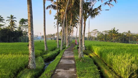 Path-Between-The-Rice-Fields-Under-Towering-Coconut-Trees-In-The-Countryside