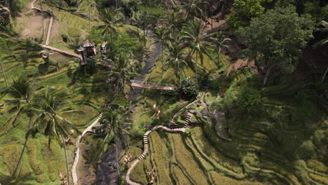 Beautiful-And-Lush-Greenery-Of-Tegallalang-Rice-Terraces-In-Bali,-Indonesia