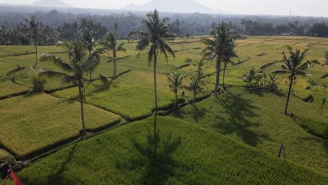 Aerial-View-Of-Rice-Fields-And-Coconut-Trees-At-Summer