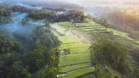 Sol-Brillando-Sobre-Campos-De-Arroz-Verde-Con-Cocoteros-Envueltos-Por-La-Niebla