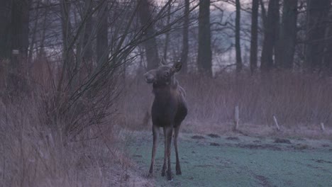 Ein-Elch-Knabbert-An-Einem-Ast-In-Freier-Wildbahn,-Umgeben-Von-Herbstwald