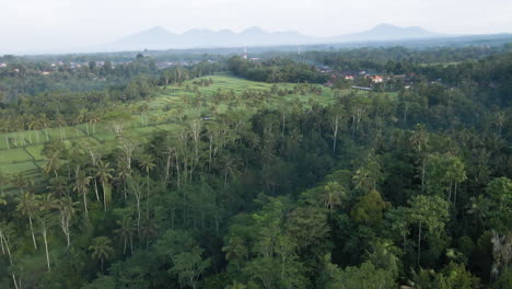 Lush-Green-Forest-And-Coconut-Trees-Near-The-Rice-Fields