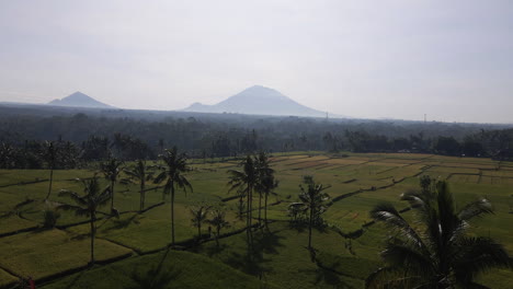 Palmeras-Entre-Campos-De-Arroz-En-El-Campo-Bali,-Indonesia---Toma-Aérea-De-Drones